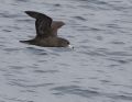 Flesh-footed Shearwater